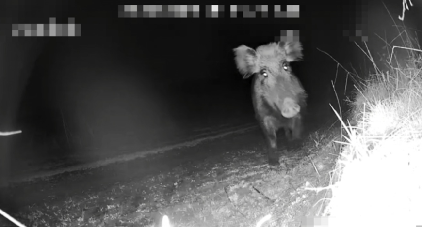 На державному кордоні прикордонники зафіксували стадо диких кабанів (відео) На державному кордоні прикордонники зафіксували стадо диких кабанів (відео)