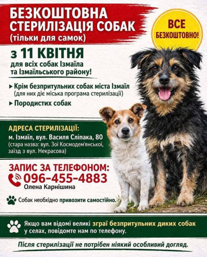 В Ізмаїлі проведуть безкоштовну стерилізацію собак В Ізмаїлі проведуть безкоштовну стерилізацію собак