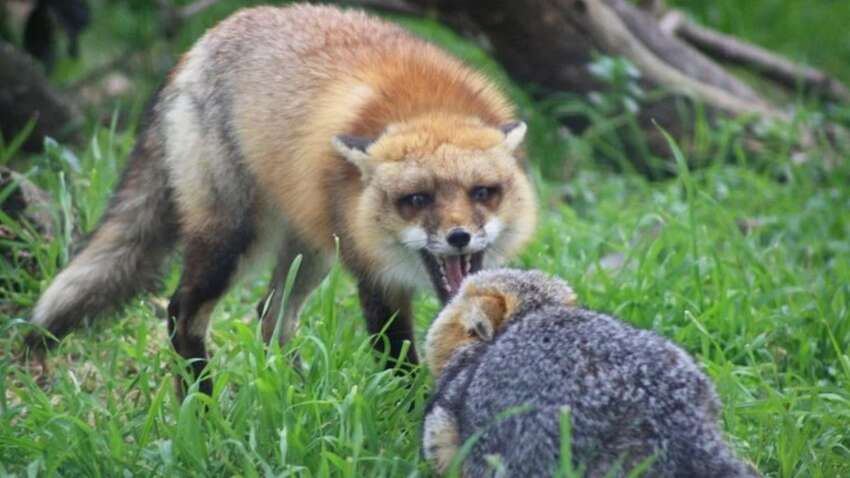 "Усі випадки завершилися смертю": в Україні стрімко зростає кількість випадків сказу "Усі випадки завершилися смертю": в Україні стрімко зростає кількість випадків сказу