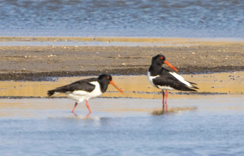 На узбережжі Одещини зафіксували сотні рідкісних куликів-сорок(фото) На узбережжі Одещини зафіксували сотні рідкісних куликів-сорок(фото)