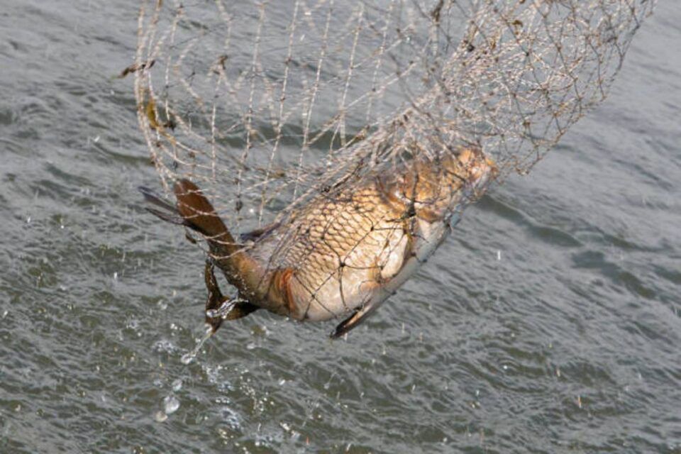 У квітні розпочнеться нерестова заборона на річці Дунай та придунайських озерах: які терміни У квітні розпочнеться нерестова заборона на річці Дунай та придунайських озерах: які терміни