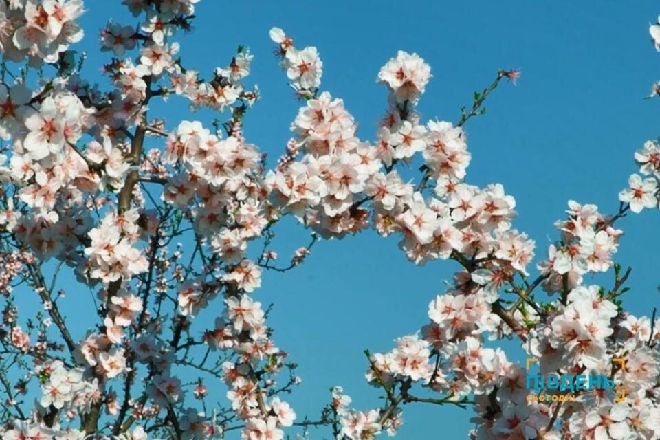 На півдні Одещини квітнуть мигдалеві сади: чому аграріям варто звернути увагу на цю культуру (відео) На півдні Одещини квітнуть мигдалеві сади: чому аграріям варто звернути увагу на цю культуру (відео)
