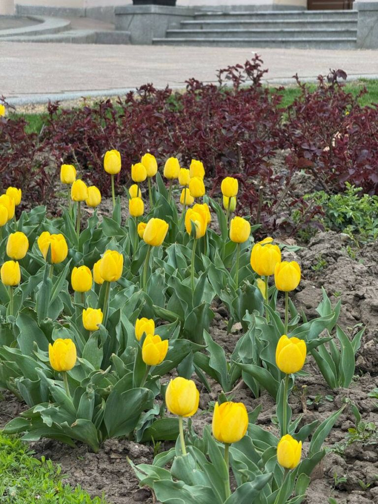 Подарунок від Нідерландів: в Одесі починають розквітати майже 100 тисяч тюльпанів Подарунок від Нідерландів: в Одесі починають розквітати майже 100 тисяч тюльпанів