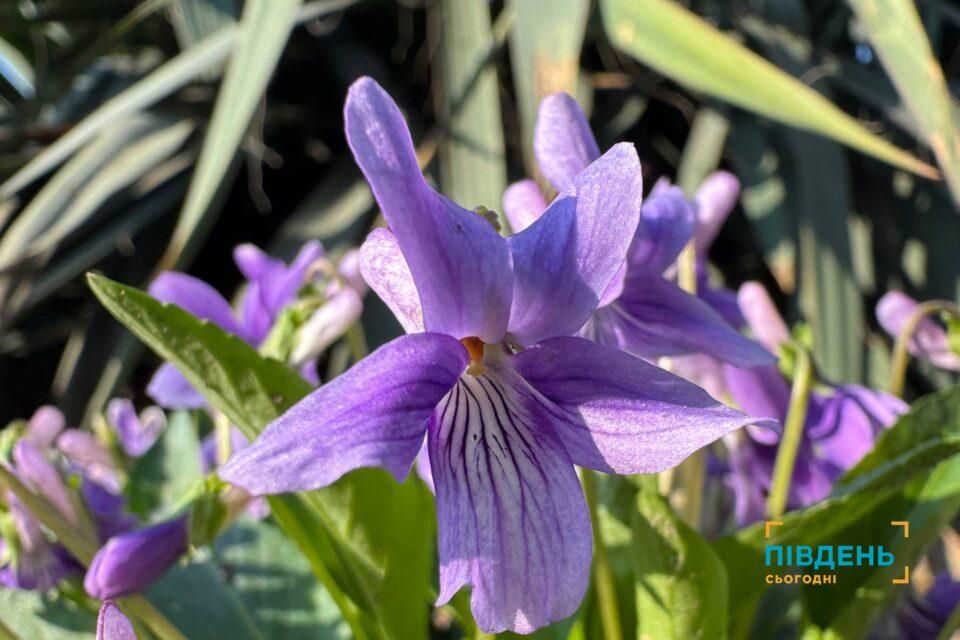 Яку погоду очікувати в Одеській області найближчими днями Яку погоду очікувати в Одеській області найближчими днями