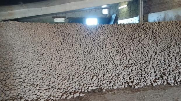 Картопляний колапс: У Бельгії фермери змушені роздавати врожай безкоштовно Картопляний колапс: У Бельгії фермери змушені роздавати врожай безкоштовно