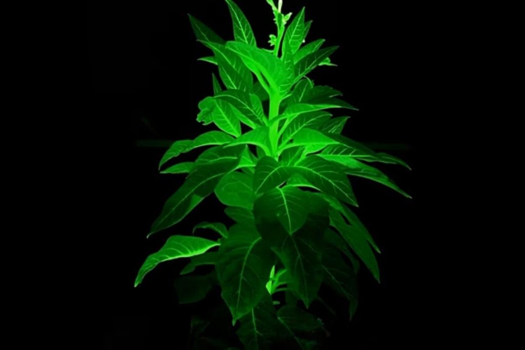 Квіти замість електрики: китайські вчені створили рослини, які замінять вуличне освітлення Квіти замість електрики: китайські вчені створили рослини, які замінять вуличне освітлення