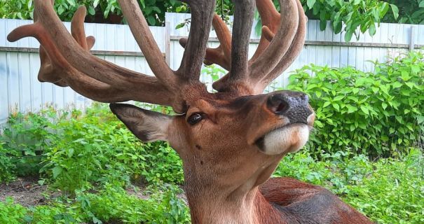 На Рівненщині зник зірковий олень Борис На Рівненщині зник зірковий олень Борис