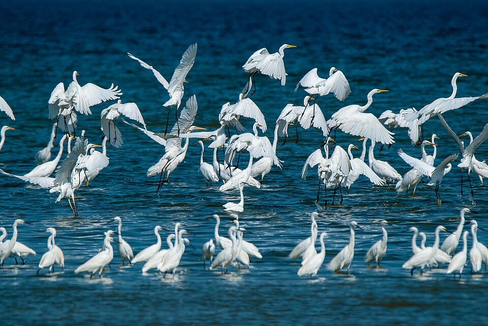 Через нацпарк на Одещині летять колонії білих чапель Через нацпарк на Одещині летять колонії білих чапель