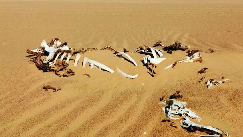 В Африці знаходиться земля, якою не хоче володіти жодна країна світу: у чому причина В Африці знаходиться земля, якою не хоче володіти жодна країна світу: у чому причина