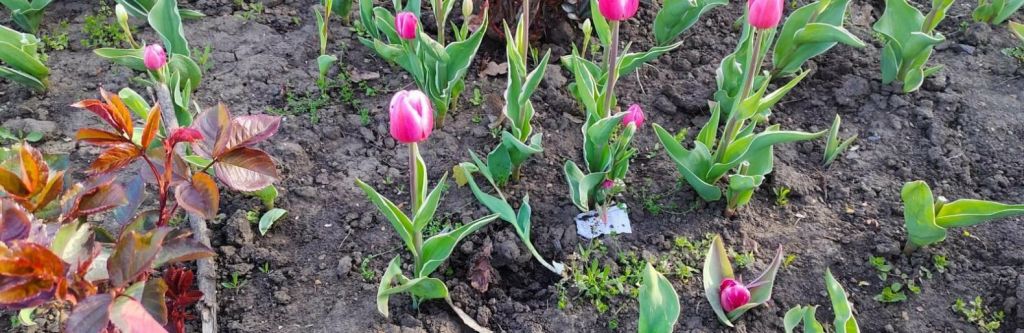 Квітковий вандалізм в Одесі: майже 300 тюльпанів вирвали за кілька днів(фото) Квітковий вандалізм в Одесі: майже 300 тюльпанів вирвали за кілька днів(фото)