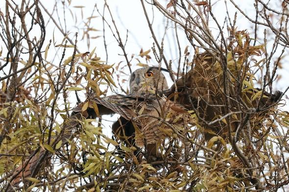До дельти Дунаю повертаються червонокнижні пугачі До дельти Дунаю повертаються червонокнижні пугачі