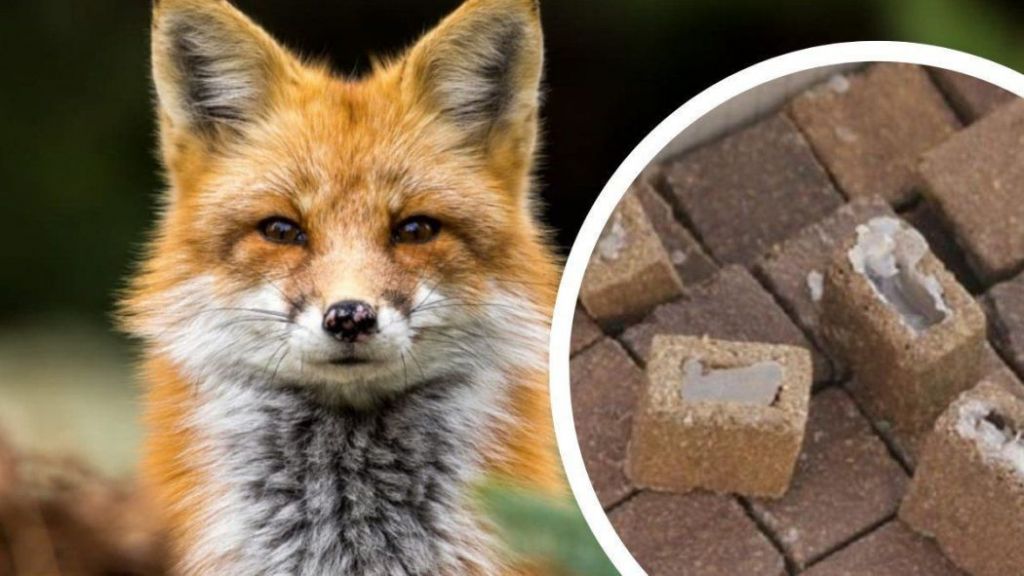 На території Одеської області проведуть весняну пероральну імунізацію тварин проти сказу На території Одеської області проведуть весняну пероральну імунізацію тварин проти сказу