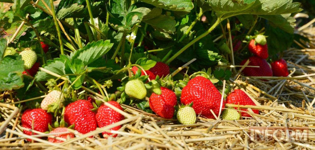 🍓 Село Ліски — полунична столиця Бессарабії. 🍓 Село Ліски — полунична столиця Бессарабії.