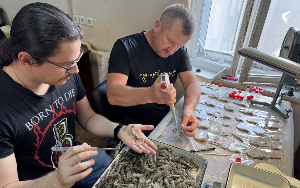 Новий господар дунайських плавнів: японська креветка масово заселяє водойми півдня Одещини Новий господар дунайських плавнів: японська креветка масово заселяє водойми півдня Одещини