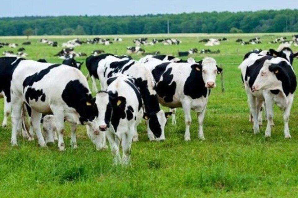 У Болградському районі виявили небезпечну хворобу корів У Болградському районі виявили небезпечну хворобу корів
