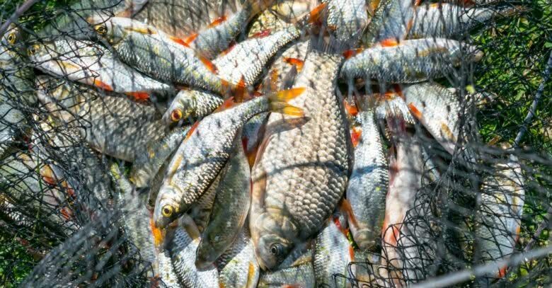 Браконьєр із Ізмаїльського району відшкодує державі 153 тис. грн збитків Браконьєр із Ізмаїльського району відшкодує державі 153 тис. грн збитків
