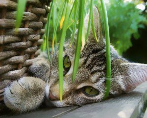 Чому коти їдять рослини і як їх від цього відучити Чому коти їдять рослини і як їх від цього відучити