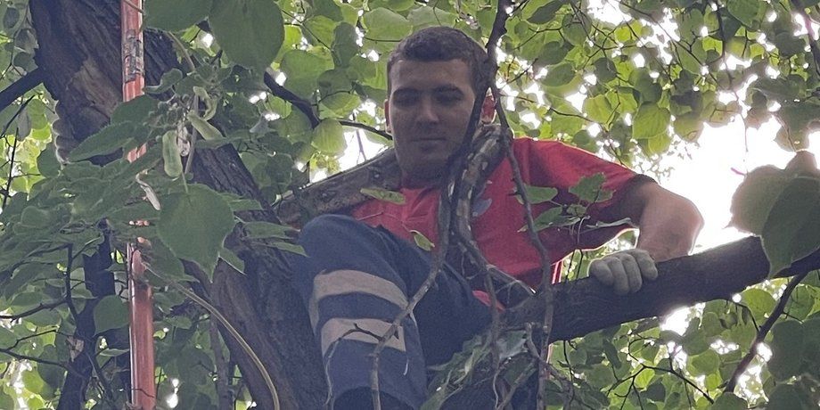 Втік під час прогулянки: у Києві з дерева зняли імператорського удава Втік під час прогулянки: у Києві з дерева зняли імператорського удава