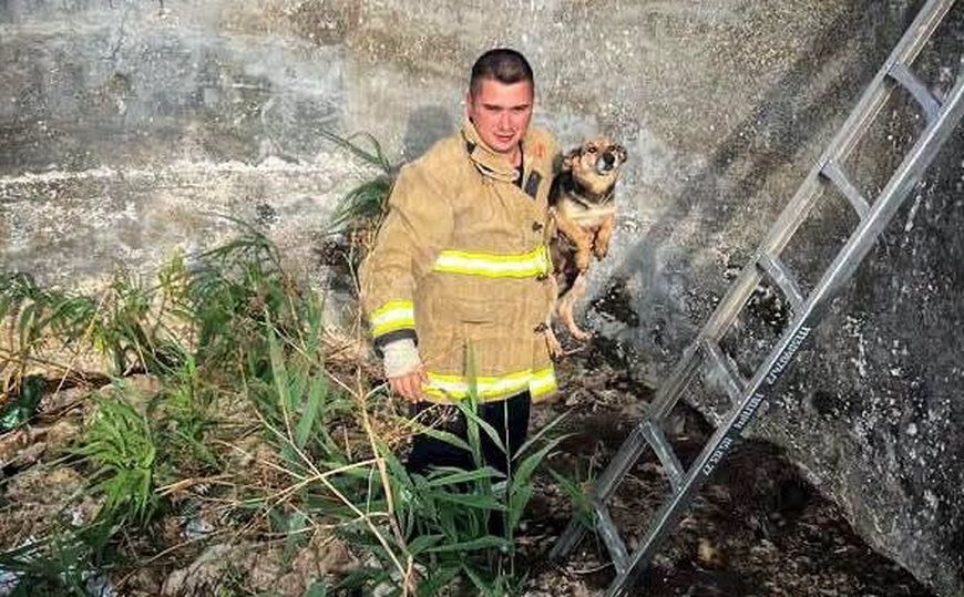 На Одещині рятувальники дістали собаку з глибокої ями На Одещині рятувальники дістали собаку з глибокої ями