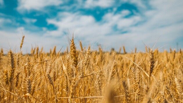 Порти Великої Одеси майже не працюють: Україні загрожує нова зернова криза Порти Великої Одеси майже не працюють: Україні загрожує нова зернова криза
