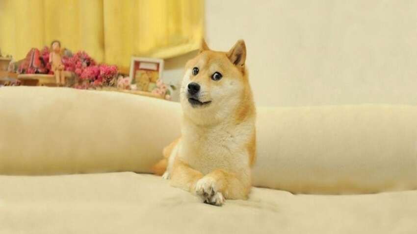Doge: як смішне фото собаки стало мемом та символом інтернету Doge: як смішне фото собаки стало мемом та символом інтернету