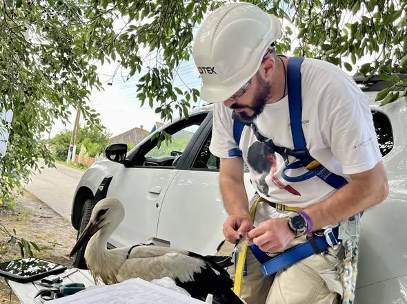 Енергетики Одещини відстежуватимуть міграцію білих лелек за допомогою Енергетики Одещини відстежуватимуть міграцію білих лелек за допомогою