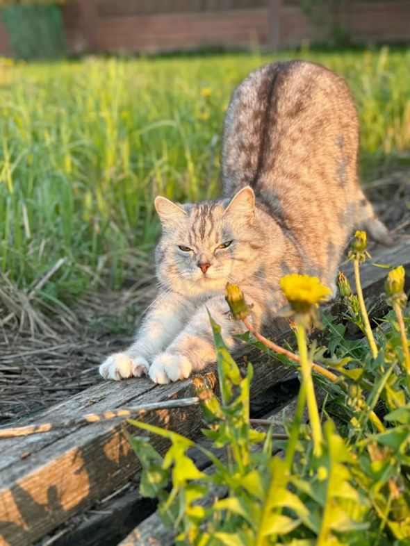 Випускати чи тримати вдома: як прогулянки впливають на поведінку котів Випускати чи тримати вдома: як прогулянки впливають на поведінку котів