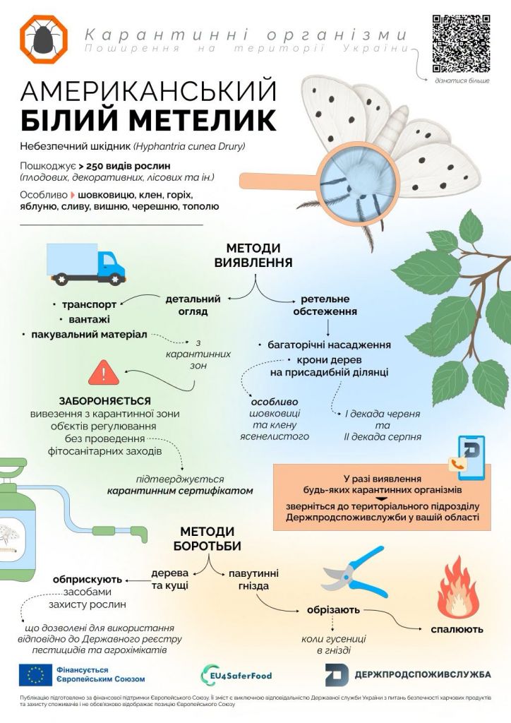 Білий метелик знищує яблуні та виноград в Одеській області(фото) Білий метелик знищує яблуні та виноград в Одеській області(фото)