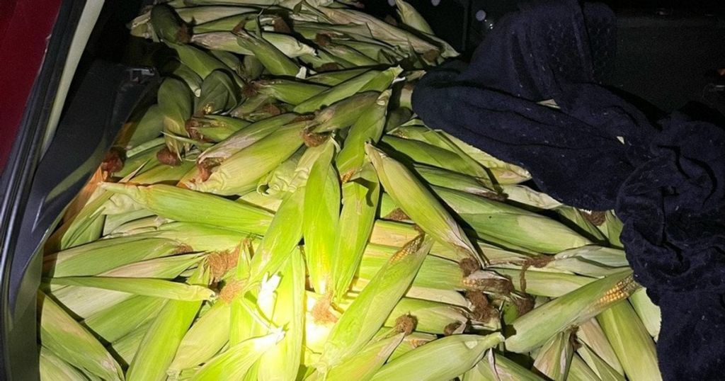У Німеччині троє українців викрали з поля 300 кг кукурудзи: хто їх "здав"(фото) У Німеччині троє українців викрали з поля 300 кг кукурудзи: хто їх "здав"(фото)