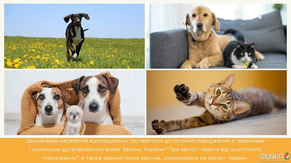 В Ізмаїлі закликають дотримуватися правил поводження з тваринами В Ізмаїлі закликають дотримуватися правил поводження з тваринами