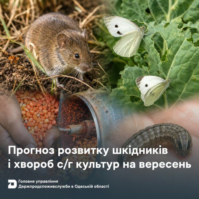 Аграрії Одещини розпочинають боротьбу з гризунами та совками Аграрії Одещини розпочинають боротьбу з гризунами та совками