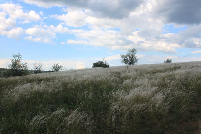На Одещині з’явився новий заповідний об’єкт- ковилова балка На Одещині з’явився новий заповідний об’єкт- ковилова балка