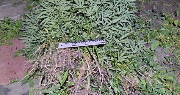 На Харківщині ліквідували наркоплантацію із сотинями кущів конопель і маку(фото) На Харківщині ліквідували наркоплантацію із сотинями кущів конопель і маку(фото)