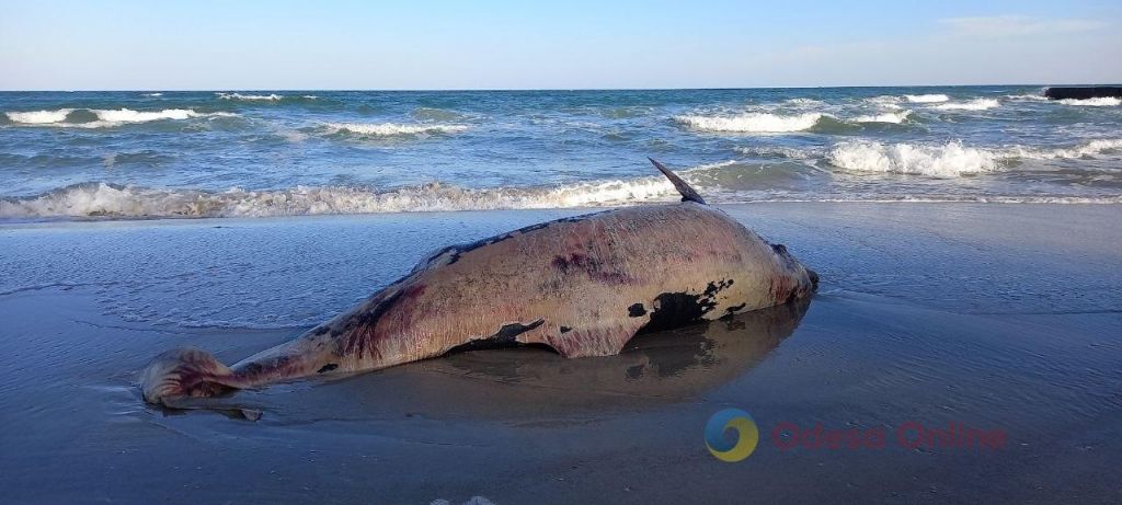 На узбережжя Одеси винесло загиблого китоподібного (фото) На узбережжя Одеси винесло загиблого китоподібного (фото)