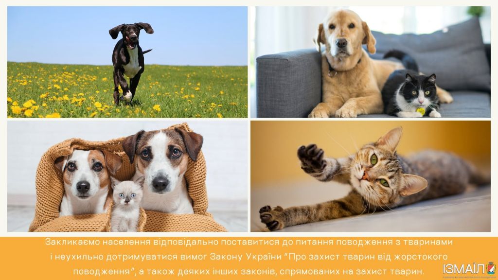 В Ізмаїлі нагадали про відповідальність за жорстоке поводження з тваринами В Ізмаїлі нагадали про відповідальність за жорстоке поводження з тваринами