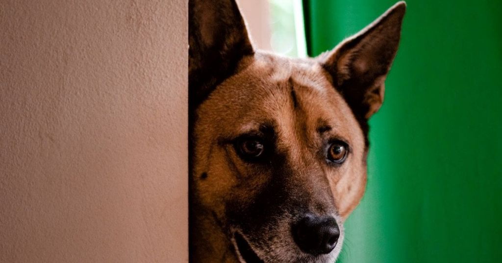 Чому собака постійно ходить за вами по дому: справжня причина може розчулити Чому собака постійно ходить за вами по дому: справжня причина може розчулити
