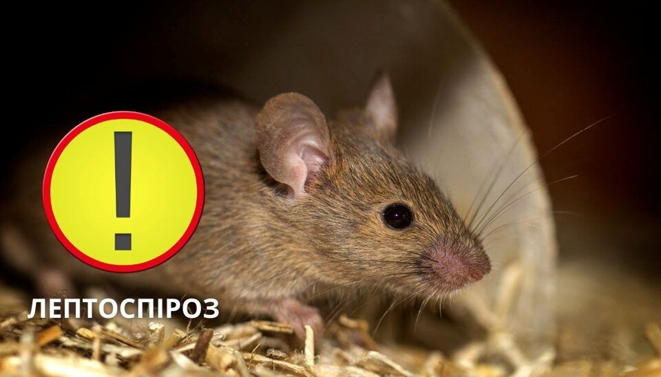 В Одеській області зареєстрували підозру на лептоспіроз: що відомо про це небезпечне інфекційне захворювання В Одеській області зареєстрували підозру на лептоспіроз: що відомо про це небезпечне інфекційне захворювання