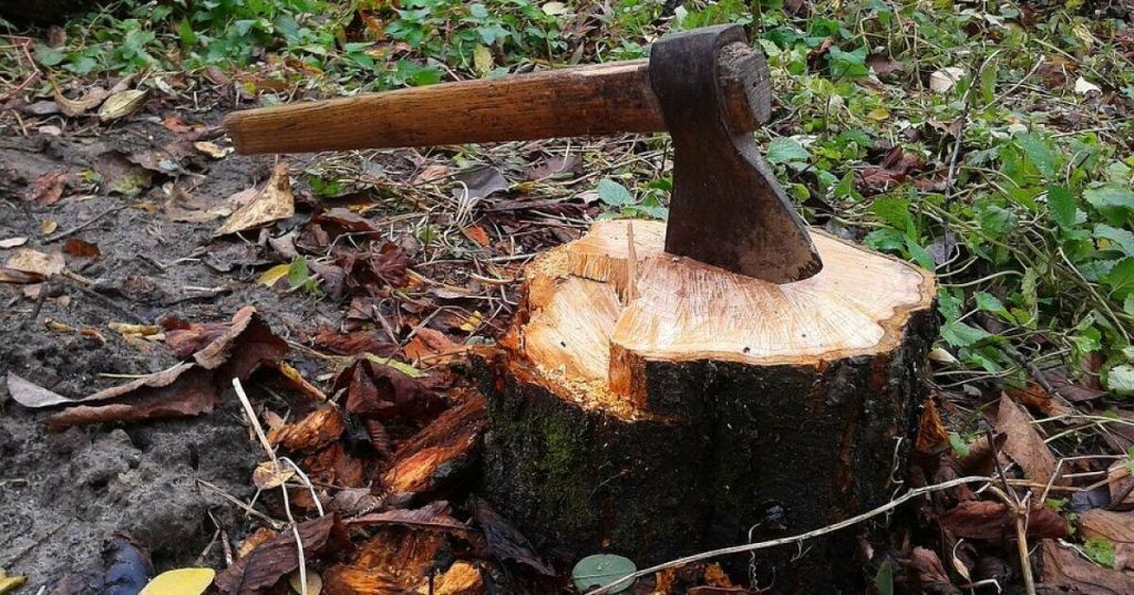 В Одесі спиляли два клени без дозволу: порушнику виставили рахунок на тисячі гривень В Одесі спиляли два клени без дозволу: порушнику виставили рахунок на тисячі гривень